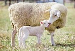 پرورش گوسفند پربازده لاکن